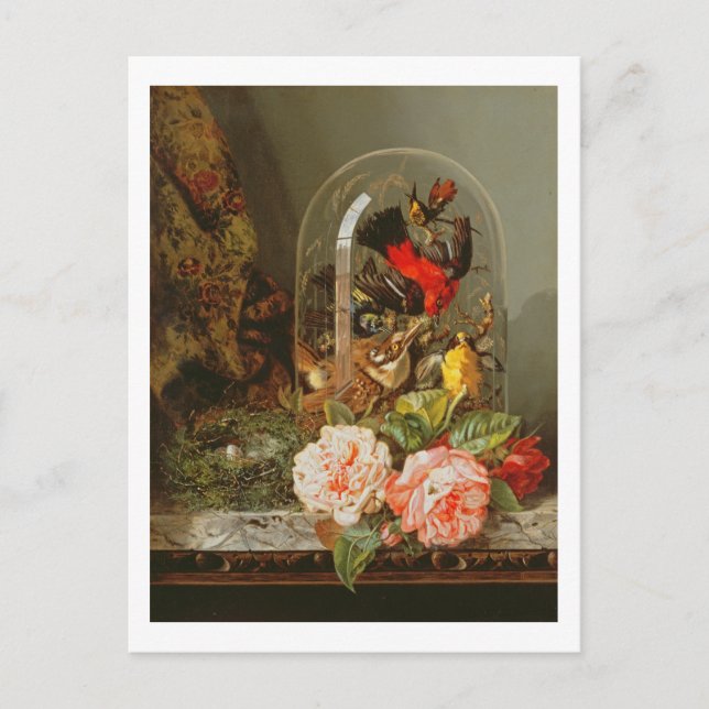 Still Life with Humming Bird in a Glass Dome Postcard (Front)