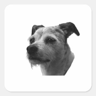Stillness in the Eyes – Parson Russell Terrier Square Sticker