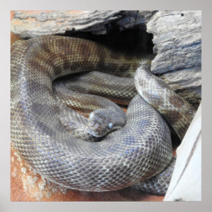 Stimson's Python Poster