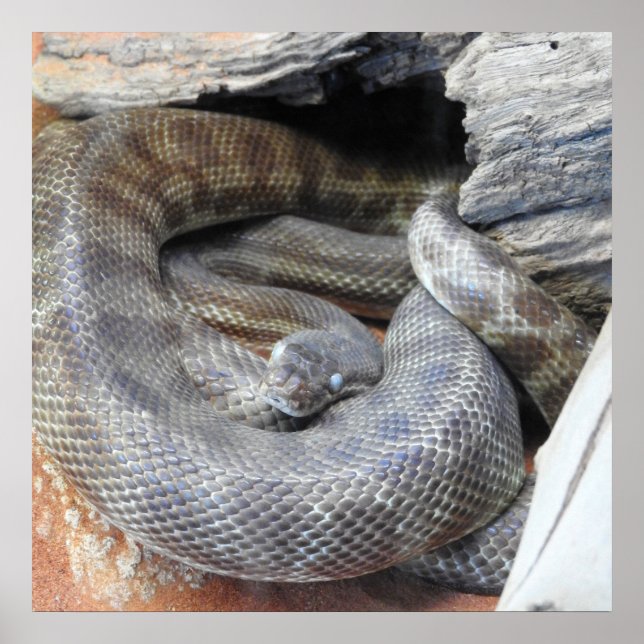 Stimson's Python Poster (Front)