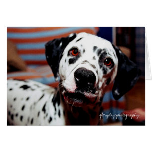 sting, glorydaysphotography