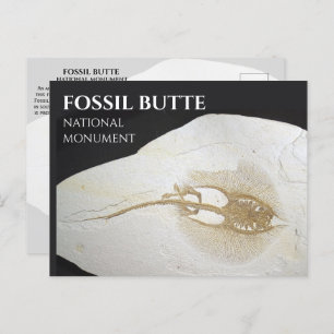 Sting Ray Fossil, Fossil Butte National Monument Postcard