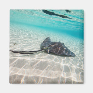 Sting ray magnet