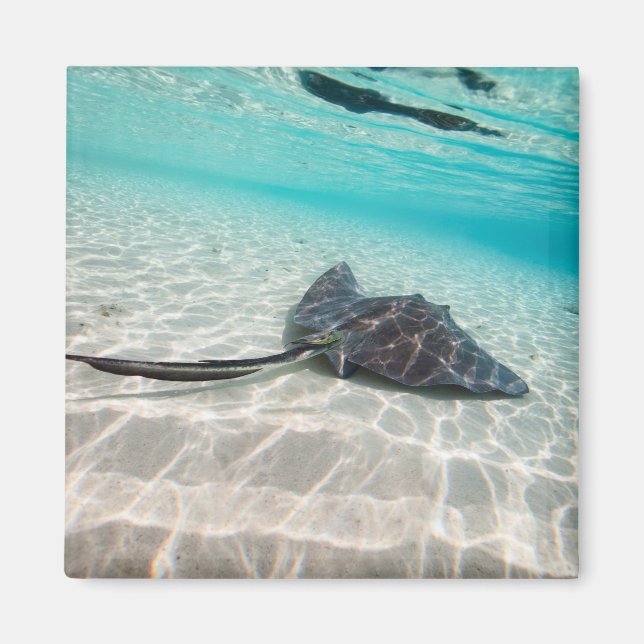 Sting ray magnet (Front)