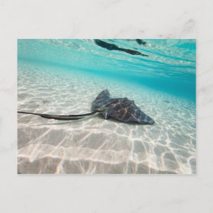 Sting ray postcard