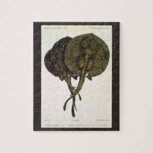 Sting Rays Stingrays, Vintage Marine Life Animals Jigsaw Puzzle