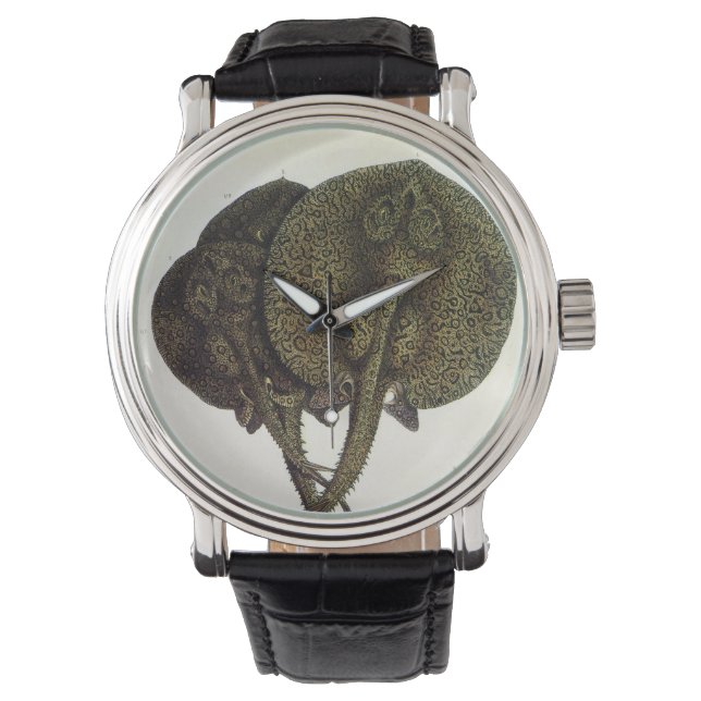 Sting Rays Stingrays, Vintage Marine Life Animals Watch (Front)