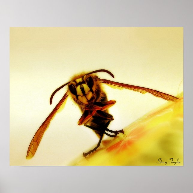 Stinger 12 poster (Front)