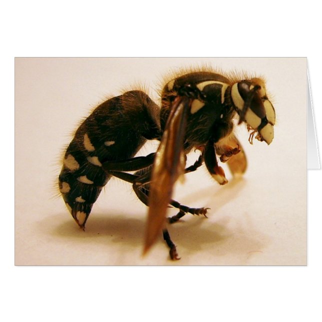 Stinger 16 (Front Horizontal)