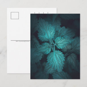 Stinging Nettle Nature Photo Holiday Postcard