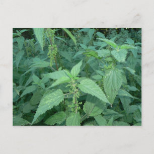 Stinging Nettles Postcard