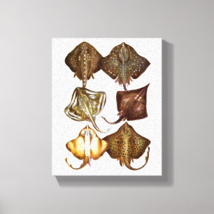 Stingray #3 Wrapped Canvas Art