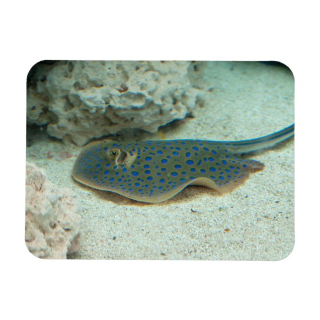 Stingray Blue Magnet (Horizontal)
