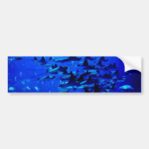 Stingray bumper sticker