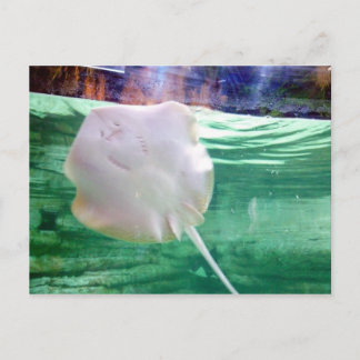 Stingray 'Face', Dubai Postcard