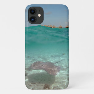 Stingray fish underwater in Bora Bora iPhone 11 Case