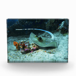 Stingray in move - Photo taken at Coral Triangle Block