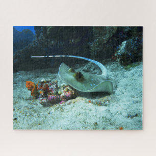 Stingray in move - Photo taken at Coral Triangle Jigsaw Puzzle