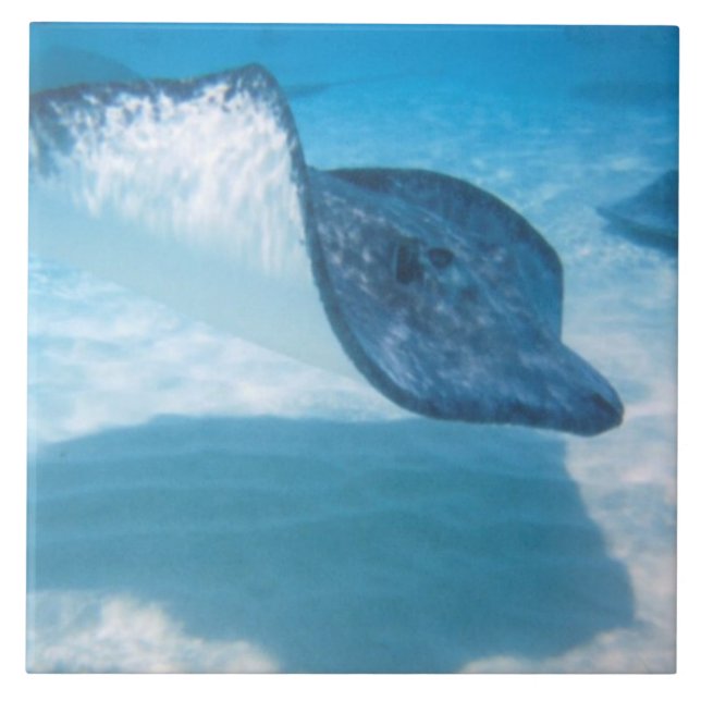 Stingray in the Caribbean Ceramic Tile (Front)