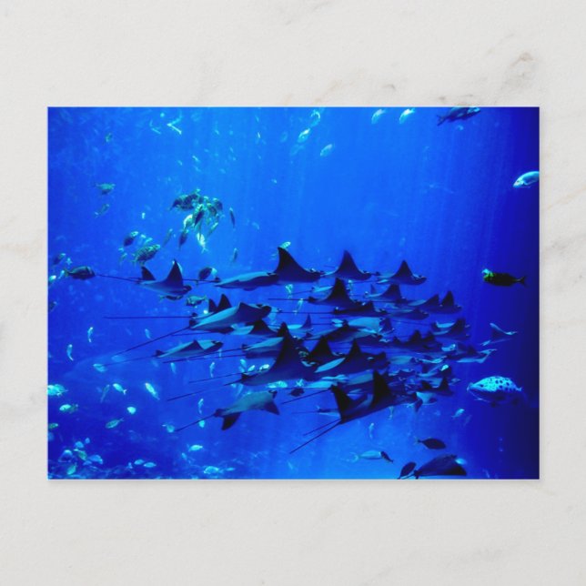 Stingray postcard (Front)