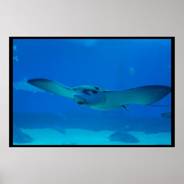 Stingray Swimming Under the Water Poster (Front)