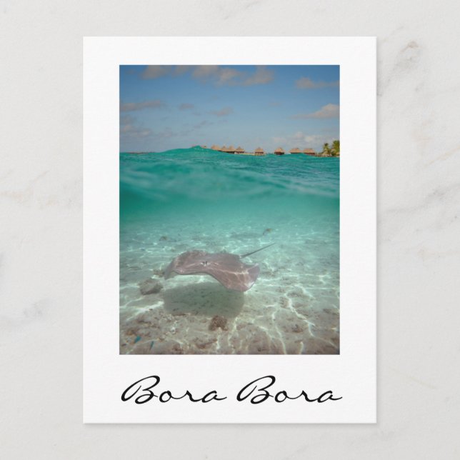 Stingray under the water, Bora Bora vertical card (Front)