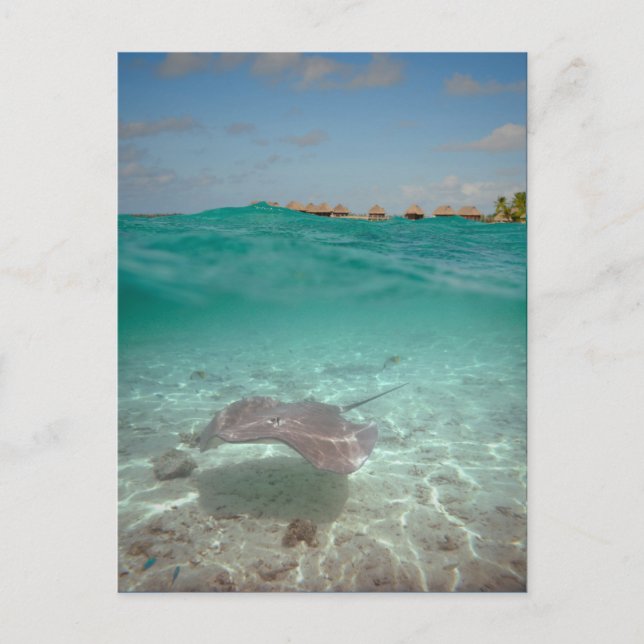 Stingray underwater in Bora Bora Postcard (Front)