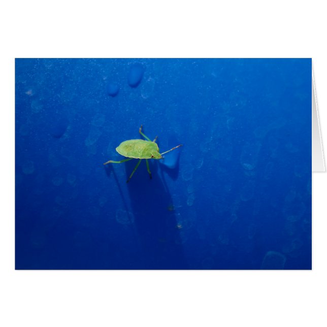 Stink bug (Front Horizontal)