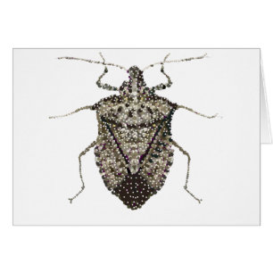 stink bug