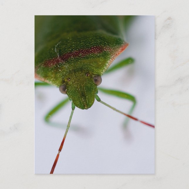 Stink Eye Postcard (Front)