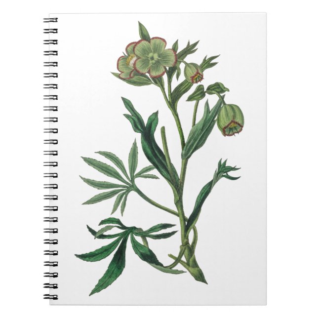 Stinking hellebore green flowers red edge botany notebook (Front)