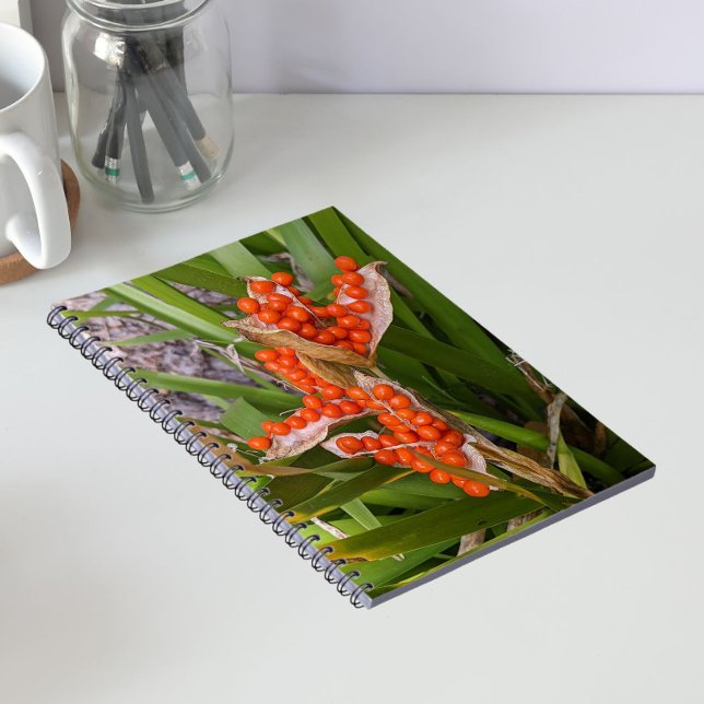 Stinking Iris Orange Seed Pods Photo Notebook (In Situ)