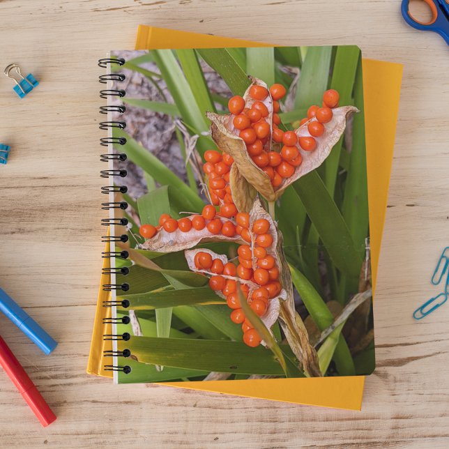 Stinking Iris Orange Seed Pods Photo Notebook (In Situ)