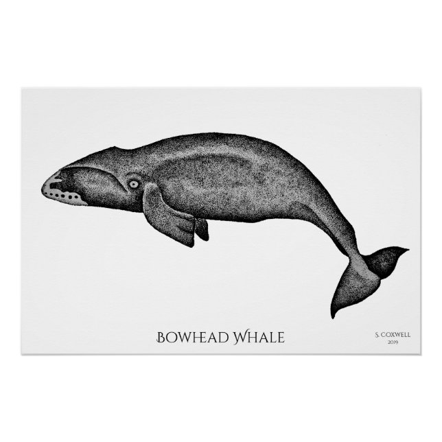 Stippling Art Bowhead Whale Poster (Front)