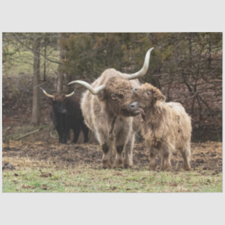 Stirling Skye Tissue Paper