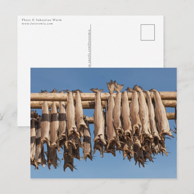 Stockfish Lofoten Postcard (Front/Back)