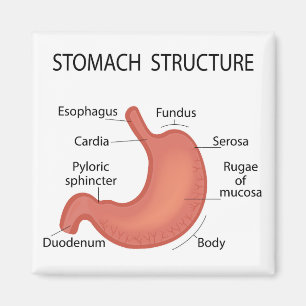   Stomach structure Magnet