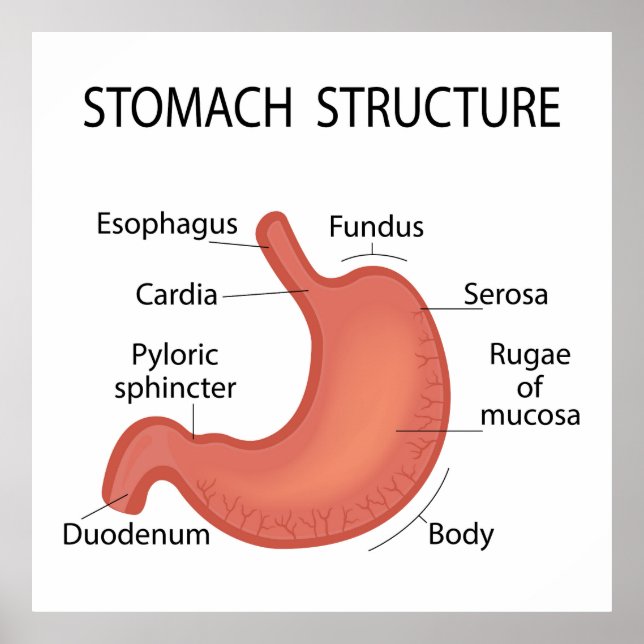 Stomach structure poster (Front)