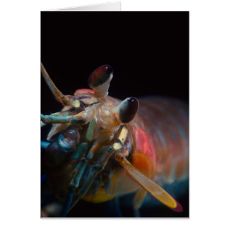 Stomatopod (Mantis Shrimp)