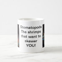 Stomatopod (Mantis Shrimp)