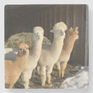 Stone Coaster - Alpacas in the Winter Sun