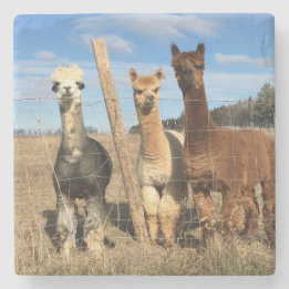 Stone Coaster - Alpacas Phaethon, Barley, Marvin