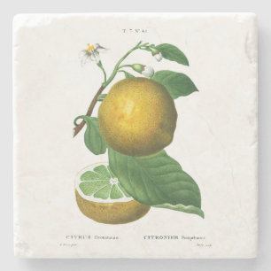 STONE COASTER : GRAPES : REDOUTÉ