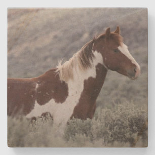 Stone Coaster_pinto stallion side Coaster