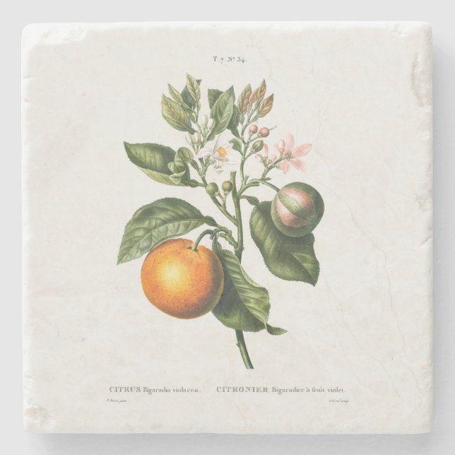 STONE COASTER WITH REDOUTÉ "BITTER ORANGE" (Front)