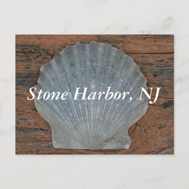 Stone Harbor Scallop Shell Postcard (Front)