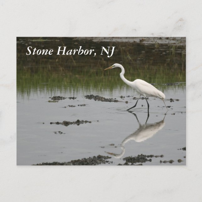 Stone Harbour Egret Postcard (Front)