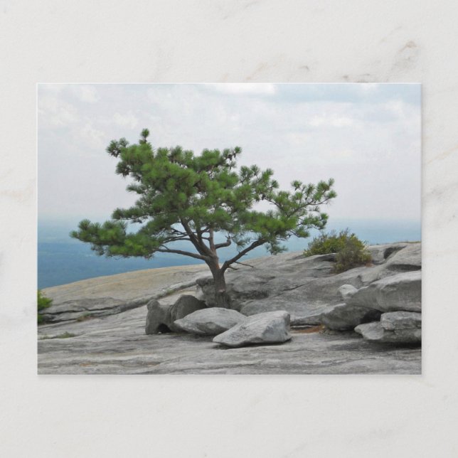 Stone Mountain Tree Stone Mountain Georgia 2 Postcard (Front)
