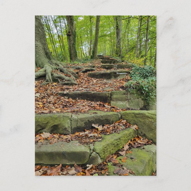 Stone Steps In The Woods Postcard (Front)