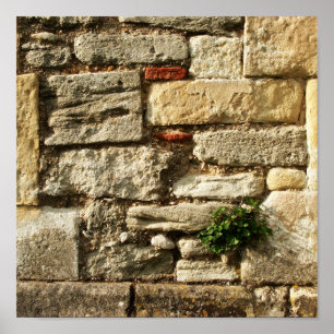 Stone Wall. With small plant. Poster